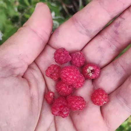 N Lux 100 Milmari Lejlighed *