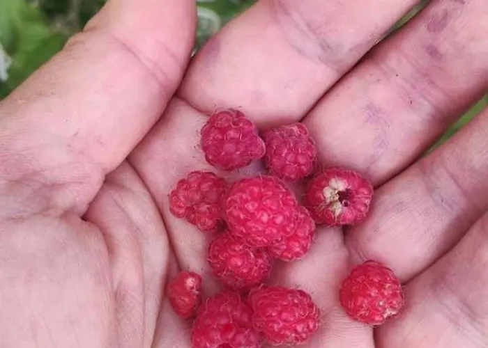 N Lux 100 Milmari アパート *